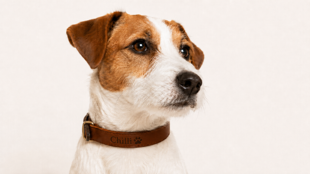 Jack Russell teriér s hnědým koženým obojkem VARDE Classic
