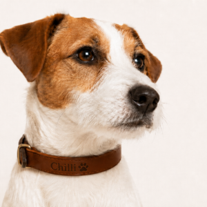 Jack Russell teriér s personalizovaným koženým obojkem VARDE Classic